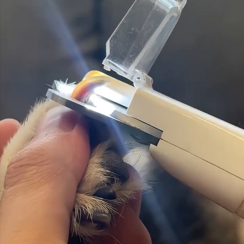 Step 2- Hold the Paw