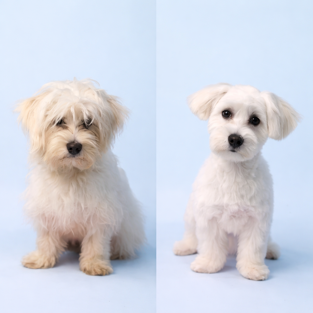 Premium Grooming Scissors - 5-in-1 Set