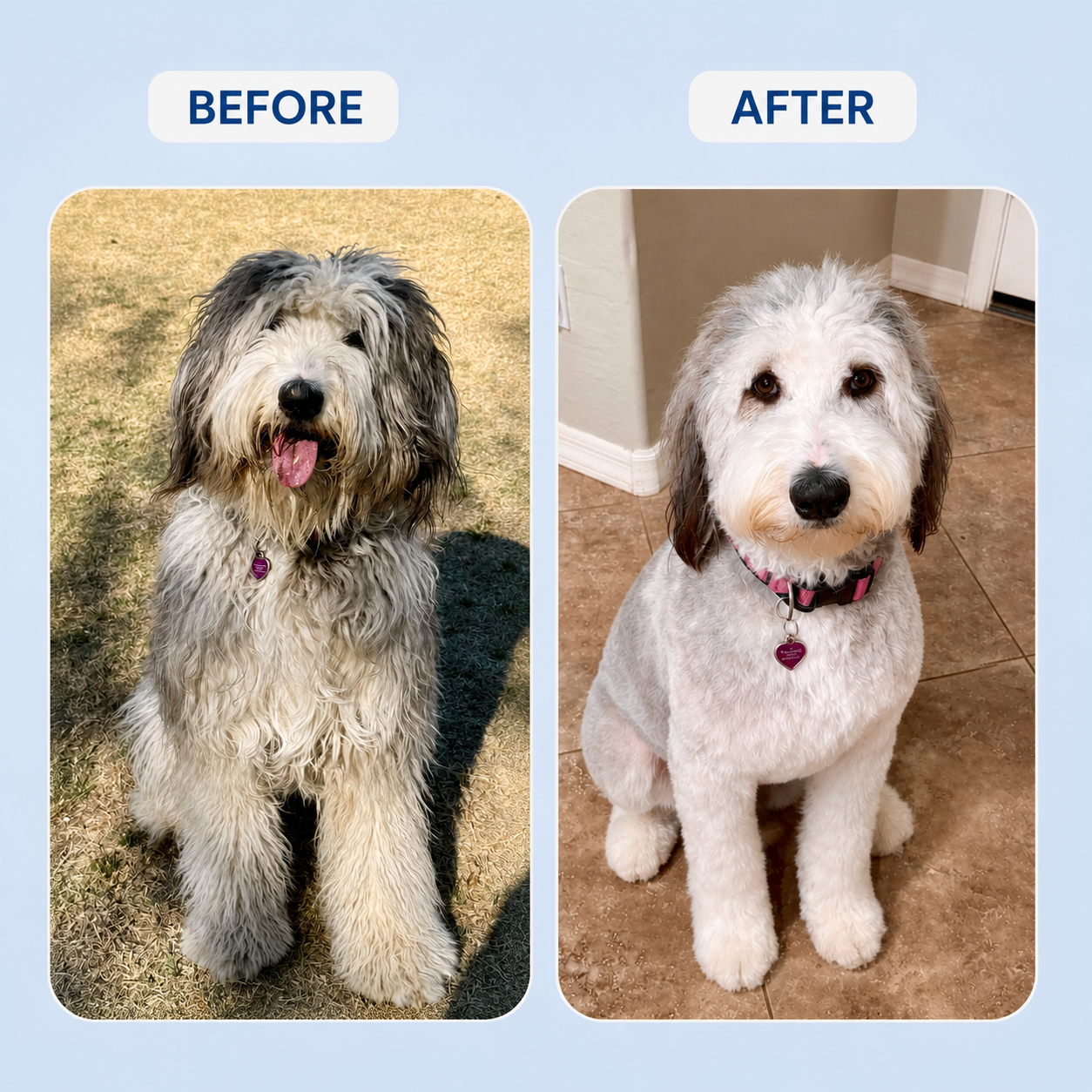 Cordless Pet Clipper